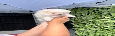 Pomeranian 4