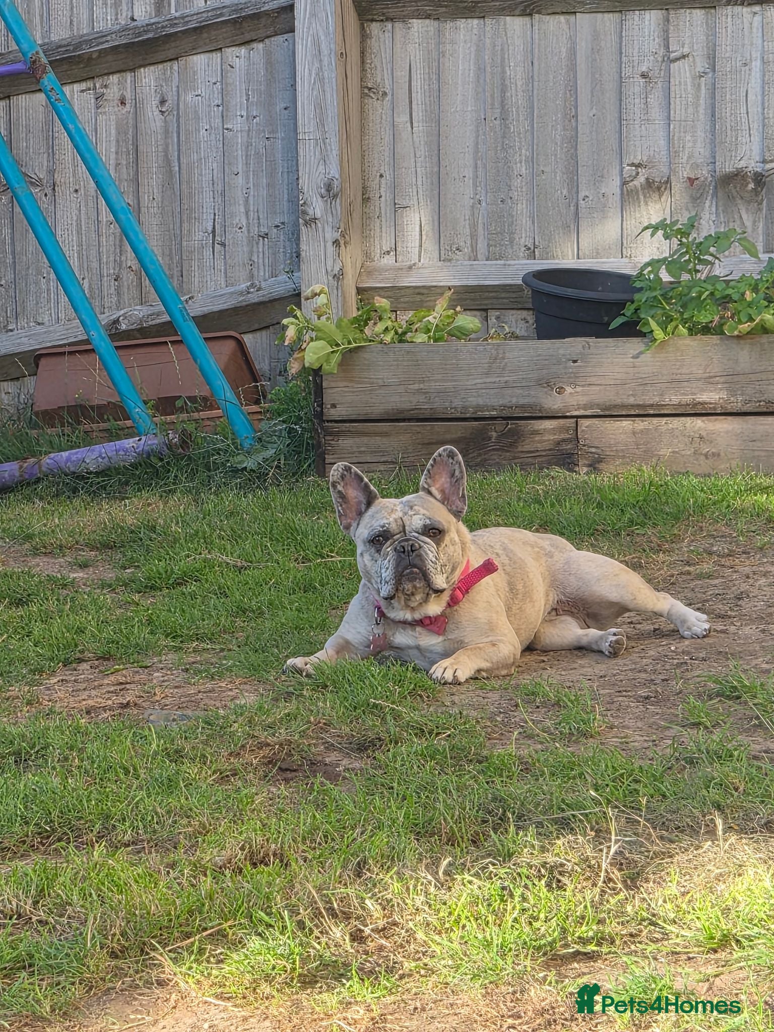 French Bulldog dogs Adorable French Bulldog for sale  - Advert 18