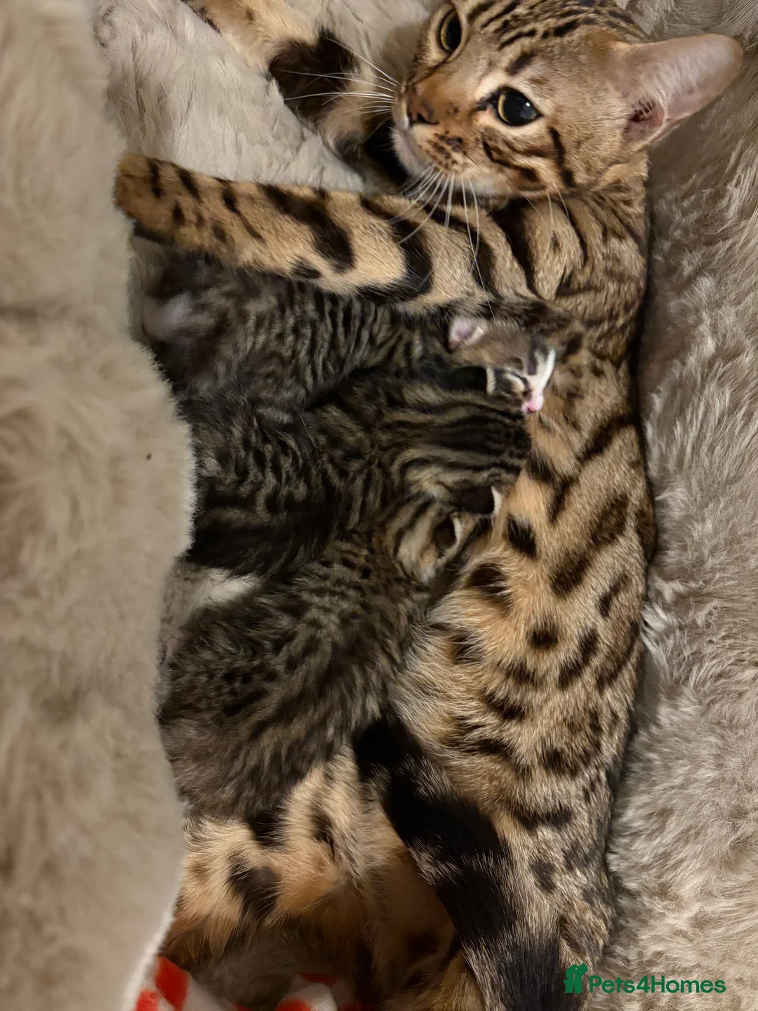 Bengal cats for sale: Bengal kittens  - Advert 6