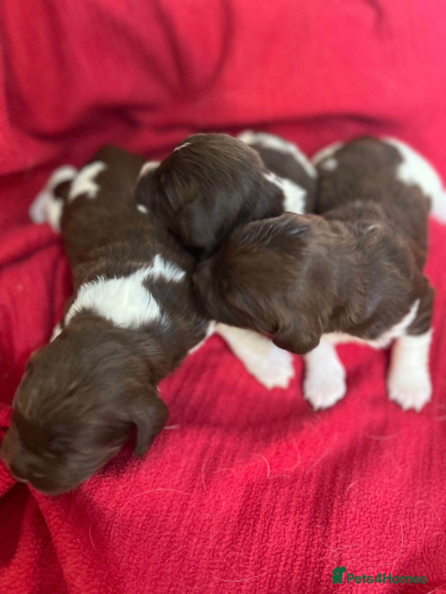 English Springer Spaniel dogs GORGEOUS ENGLISH SPRINGER SPANIEL PUPPIES - Advert 2