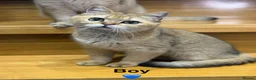 Scottish Fold cats for sale: TICA Registered Scottish Fold & Straight kittens - Advert 10