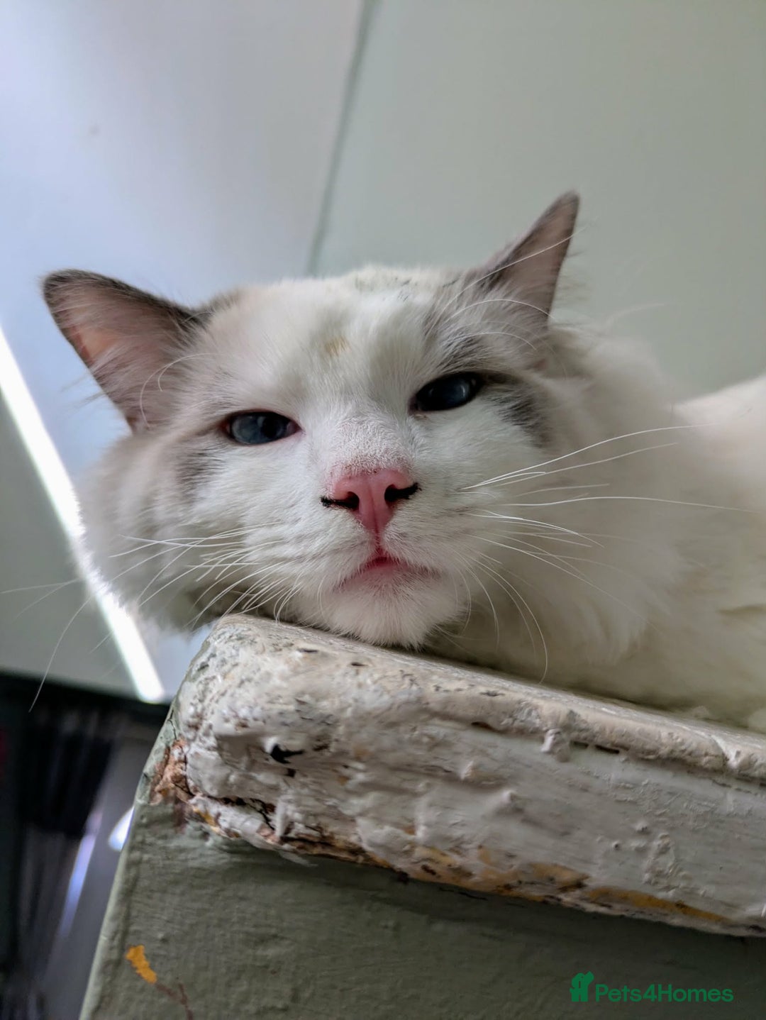 Ragdoll cats for sale: Stunning ragdoll boy  - Advert 1