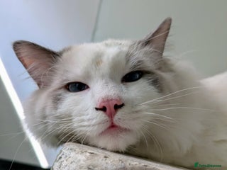 Ragdoll cats Stunning ragdoll boy - Advert 2