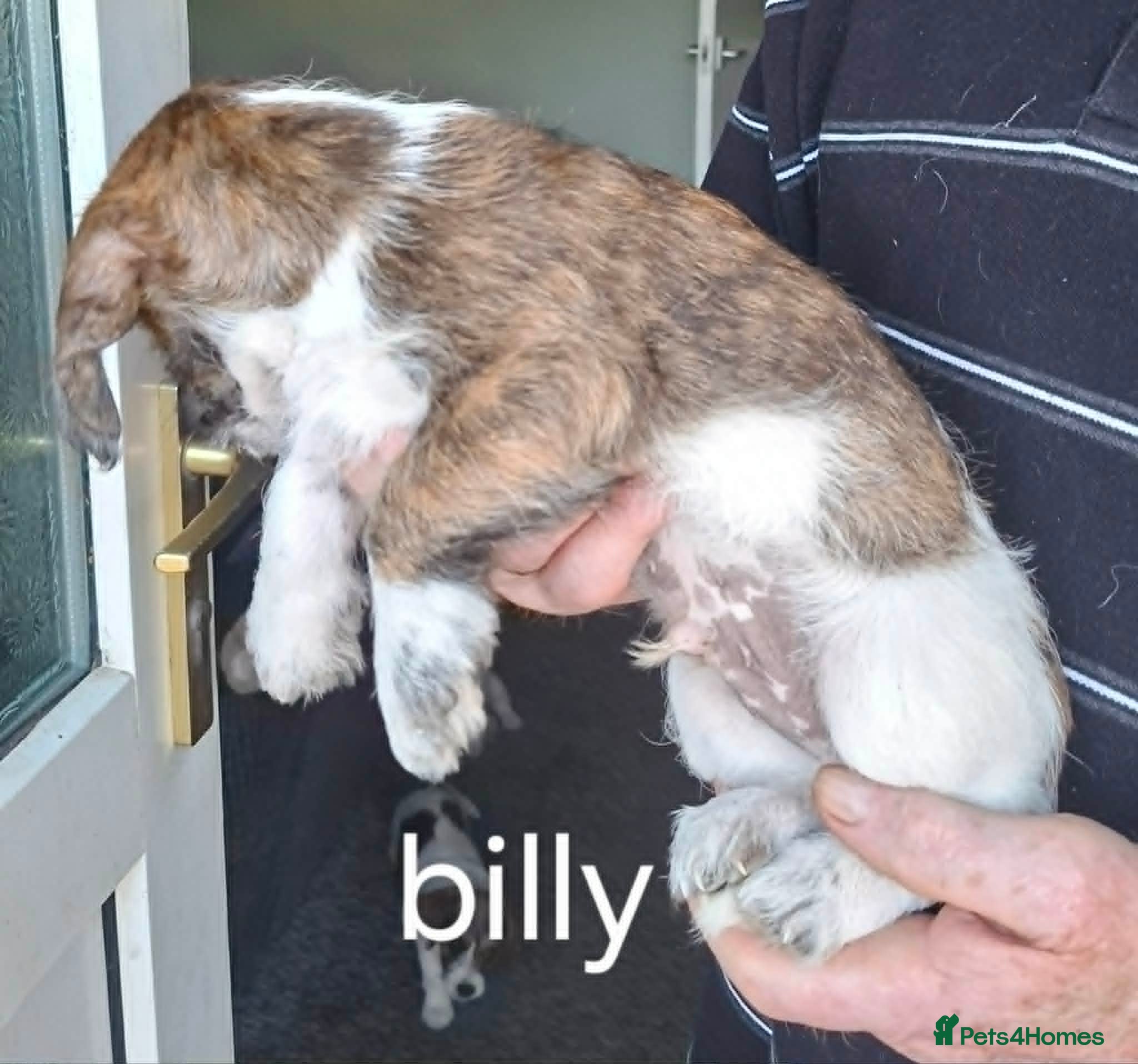 Jackapoo dogs JACKAPOO LAST PUP, FULLY VACCINATED  READY NOW. - Advert 2