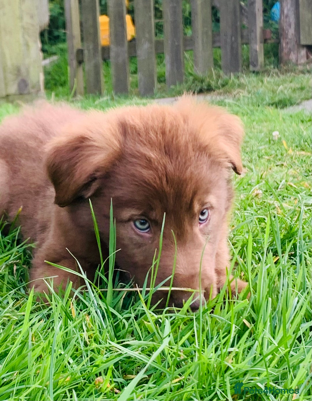 Border Collie dogs for sale: *7 Adorable Border collie pups* - Image 17