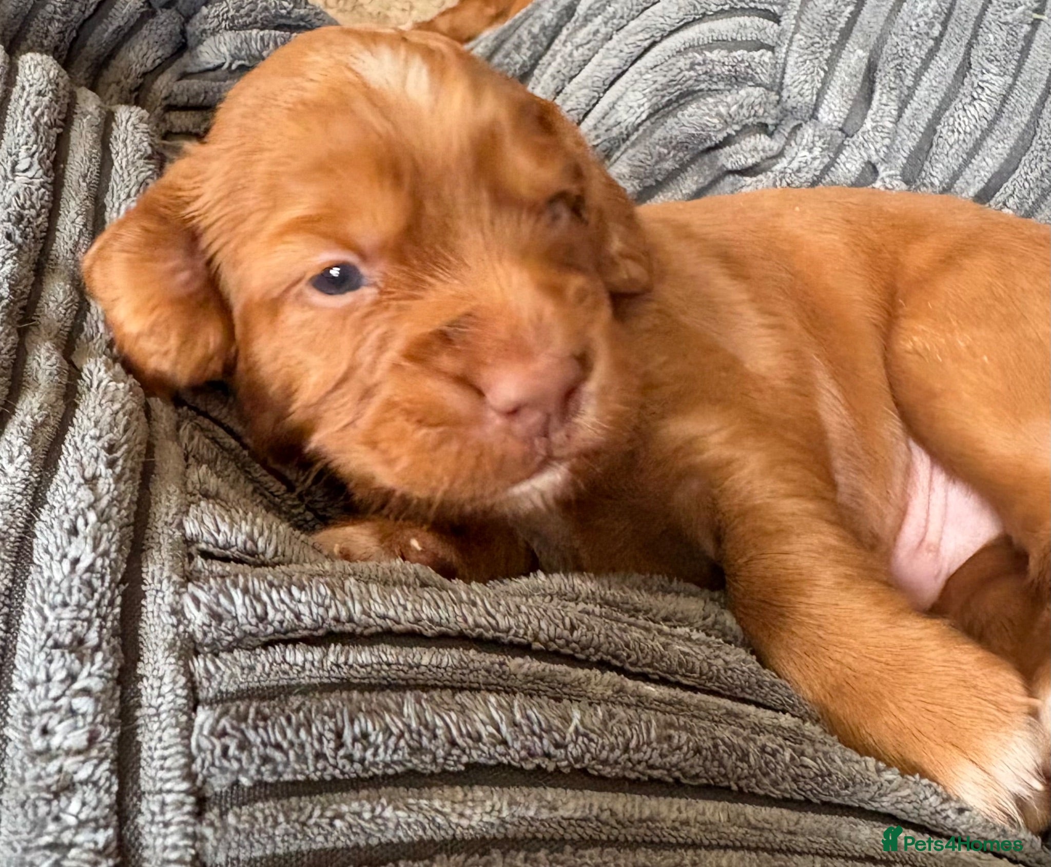 Cocker Spaniel dogs Working line cocker spaniel fantastic pedigree - Advert 1