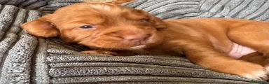 Cocker Spaniel boy blue