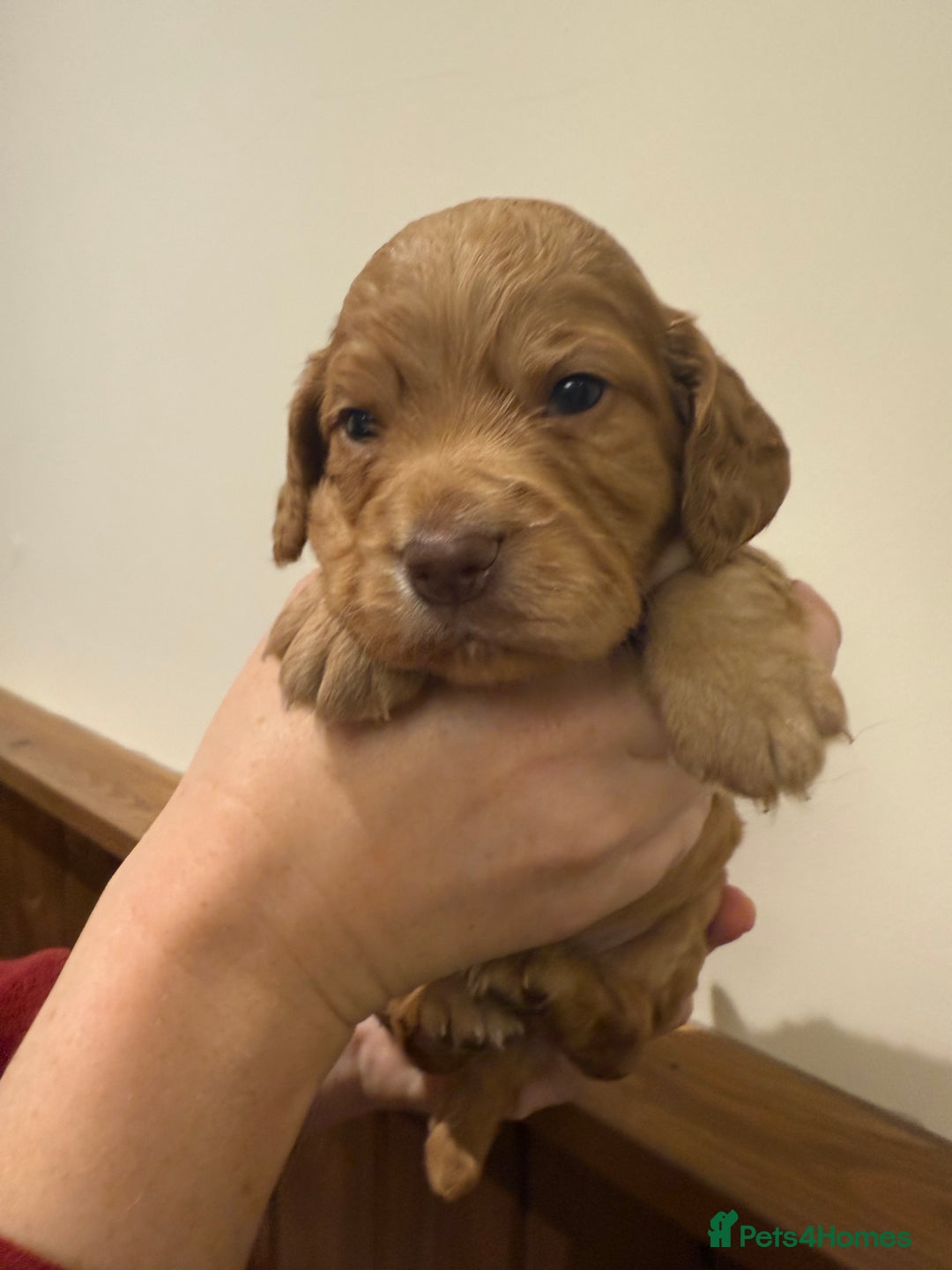 Cocker Spaniel dogs for sale: Stunning KC Working Cocker Spaniel Puppies - Image 20