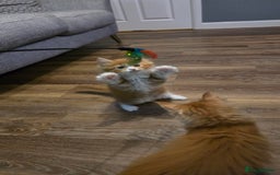 Maine Coon cats for sale: Red and white maine coon kittens TICA registered  - Image 7
