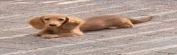 Miniature Dachshund dogs for sale: KC registered miniature dachshund girl - Advert 5