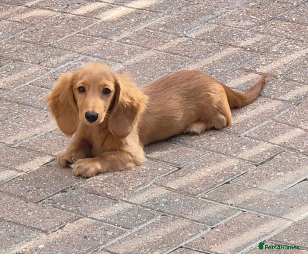 Miniature Dachshund dogs for sale: KC registered miniature dachshund girl - Advert 5