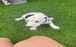 Dalmatian dogs for sale: Stunning litter of 6 Dalmatian puppies  - Image 5
