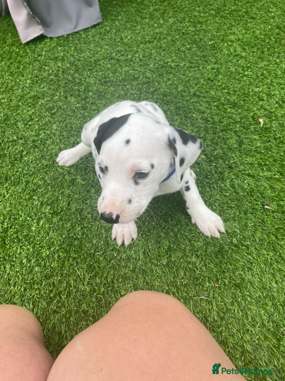 Dalmatian dogs for sale: Stunning litter of 6 Dalmatian puppies  - Image 5