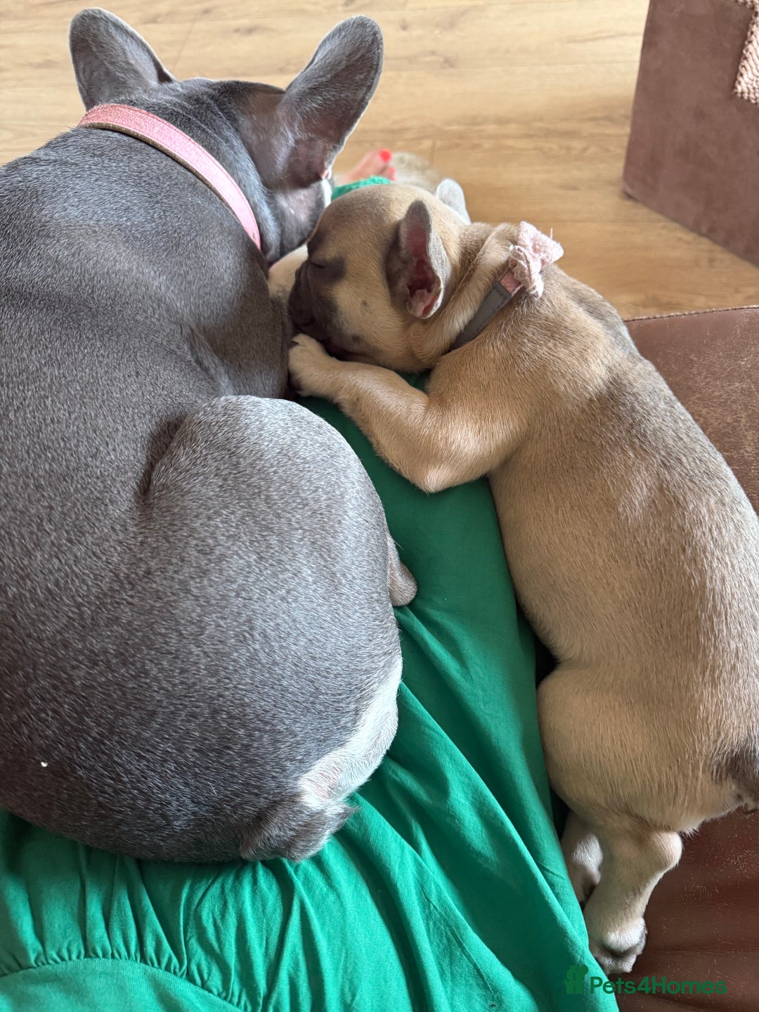 French Bulldog dogs for sale: One adorable female 🩷 French Bulldog Puppy  - Image 17