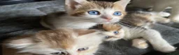 Munchkin cats for sale: Full Pedigree Munchkin Kittens - Advert 15