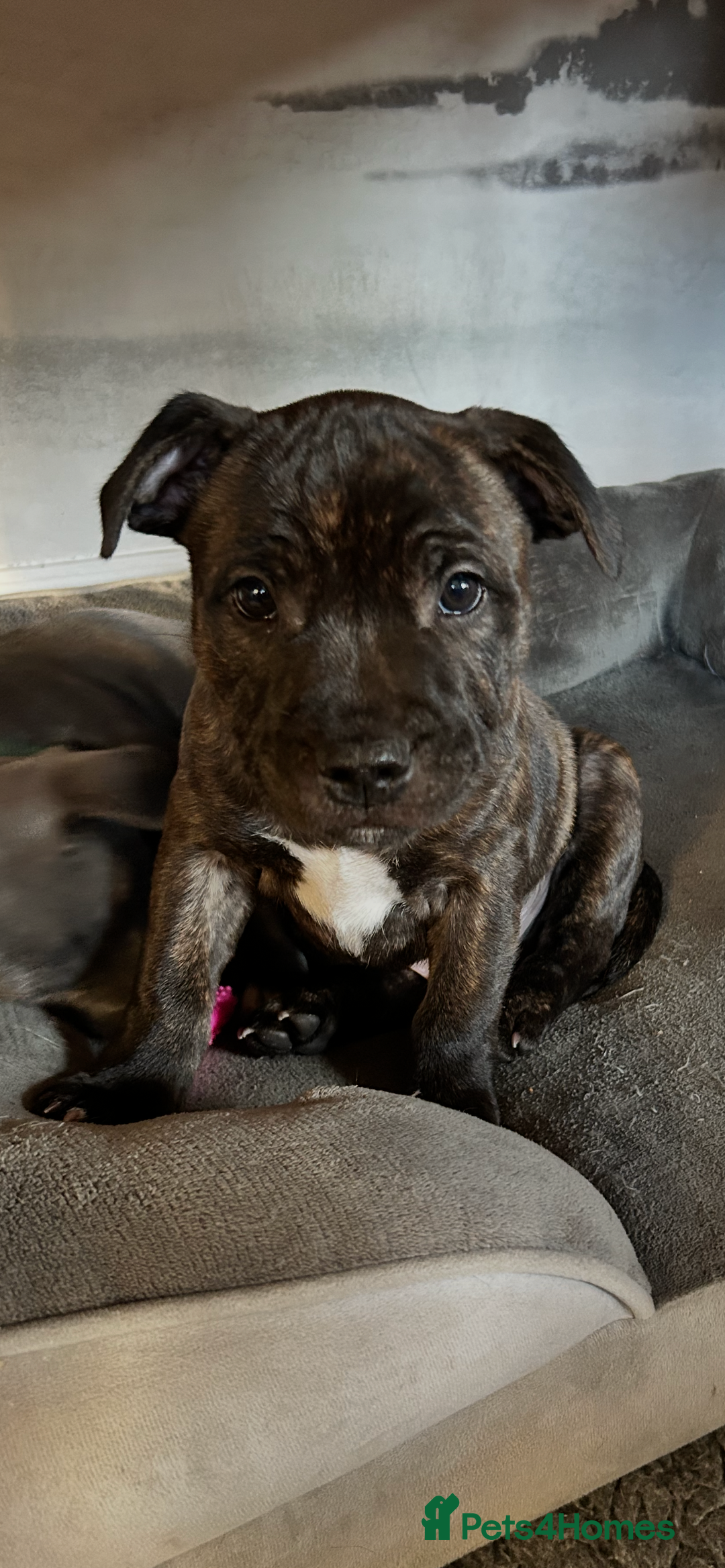 Staffordshire Bull Terrier dogs for sale: Staffordshire Bull Terrier puppy - Advert 2