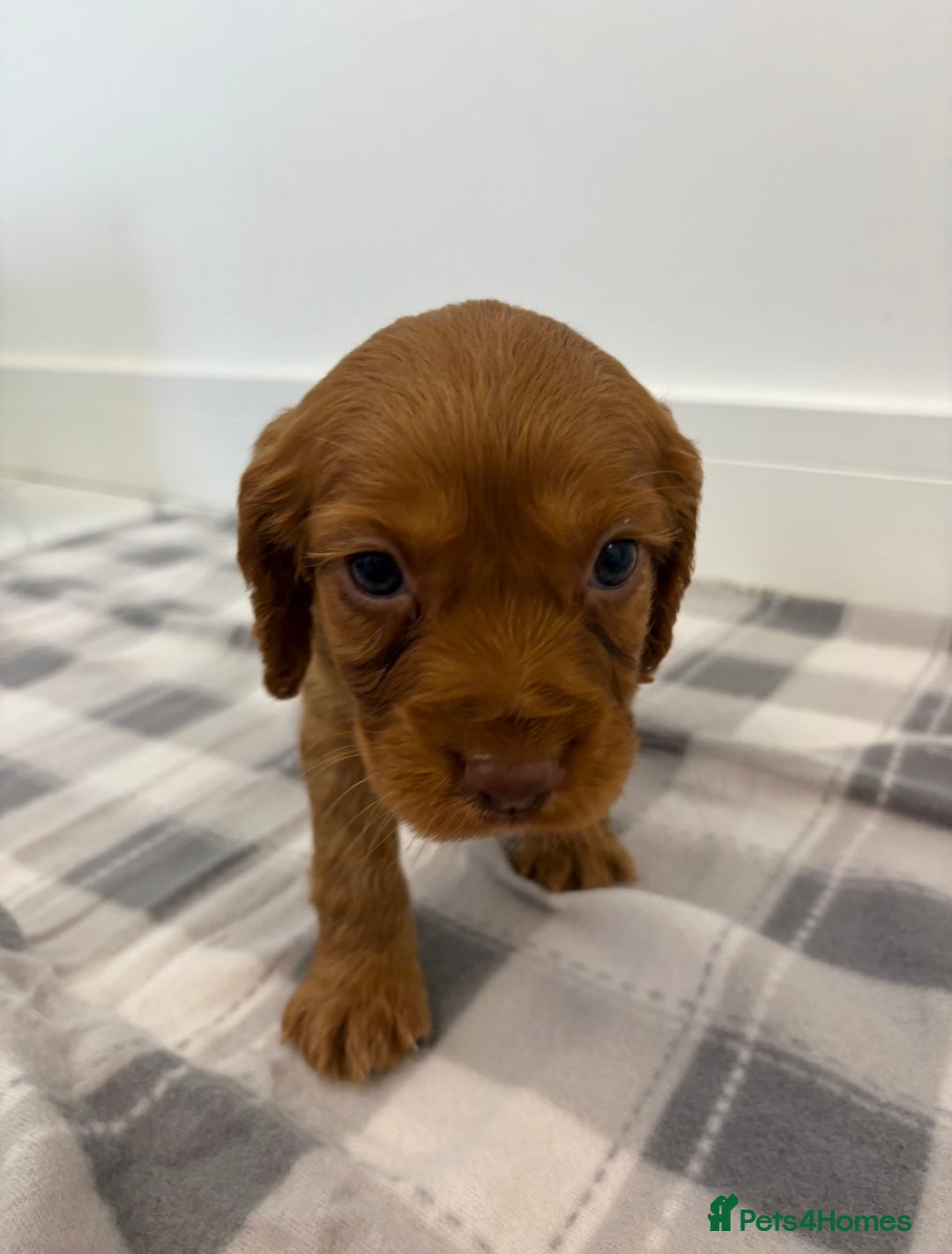 Cocker Spaniel dogs for sale: Gorgeous KC cocker spaniel puppies  - Advert 17