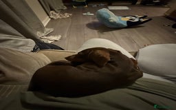 Miniature Dachshund dogs for sale: 4 month old miniature dachshund - Image 5