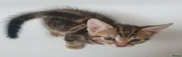 Mixed Breed cats for sale: Tabby Kittens For Sale! - Advert 8