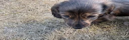 Dachshund dogs for sale: KC reg, champion bloodline, female mini dachshund - Advert 6