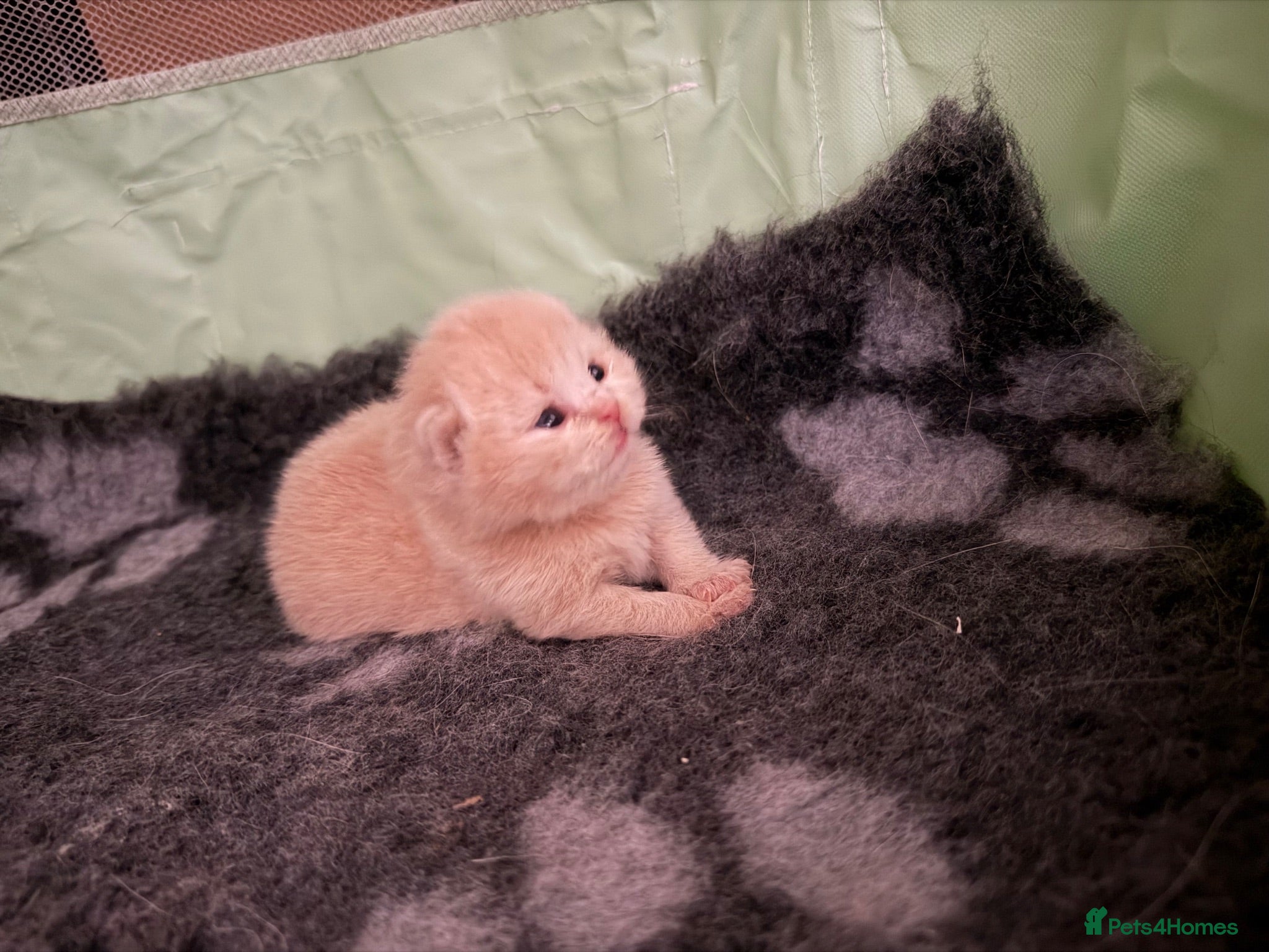 British Shorthair cats Exceptional Champion GCCF British shorthair kitten - Advert 2