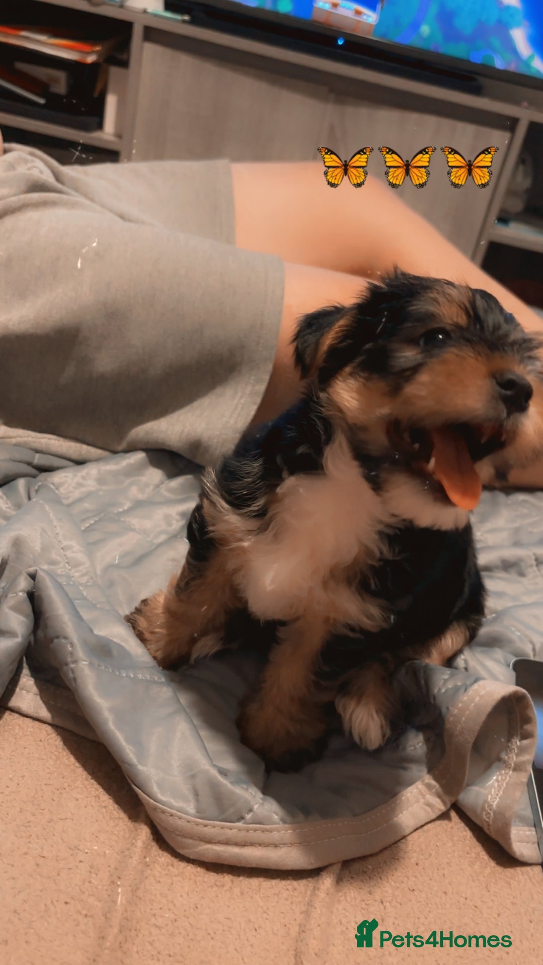 Mixed Breed dogs for sale: Shorkie pup for sale last boy READ DESCRIPTION  - Image 2