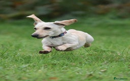 Miniature Dachshund dogs for stud: KC REG PRA CLEAR CREAM MINI SMOOTH BOY - Image 4