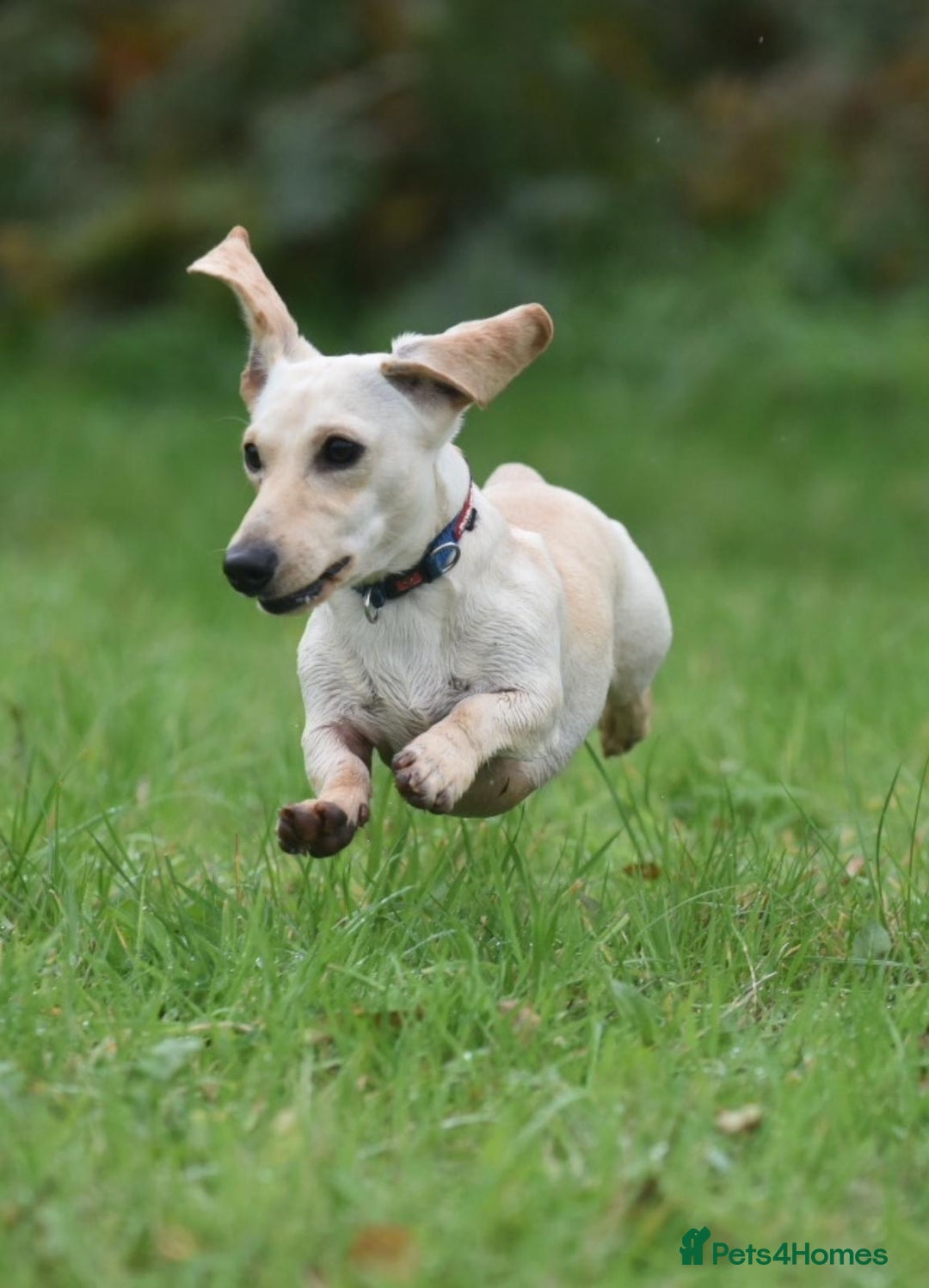 Miniature Dachshund dogs for stud: KC REG PRA CLEAR CREAM MINI SMOOTH BOY - Image 4