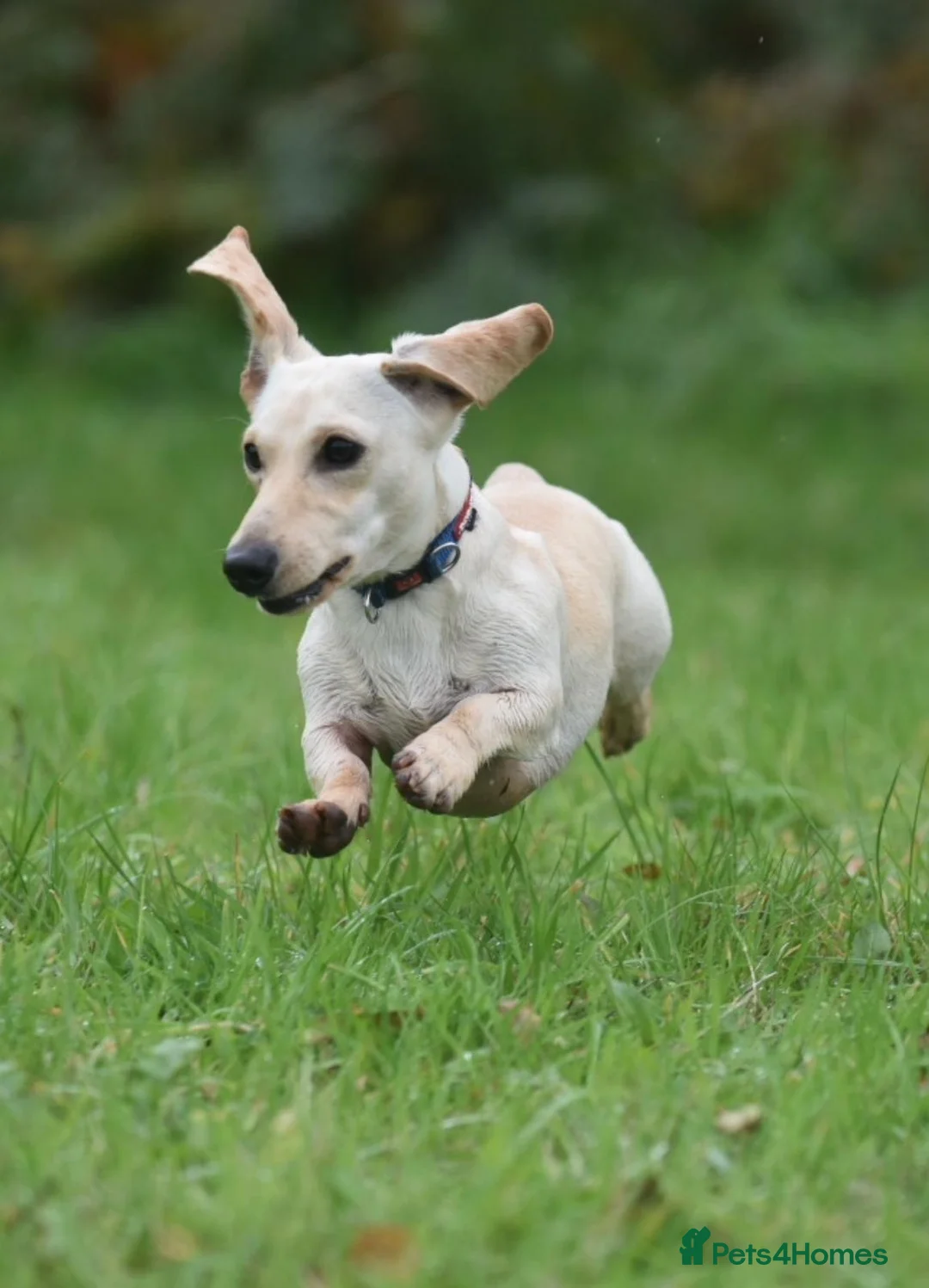 Miniature Dachshund dogs for stud: KC REG PRA CLEAR CREAM MINI SMOOTH BOY - Advert 4