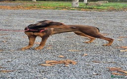 Mixed Breed dogs for adoption: BEAUTIFUL BONNIE  - Image 8