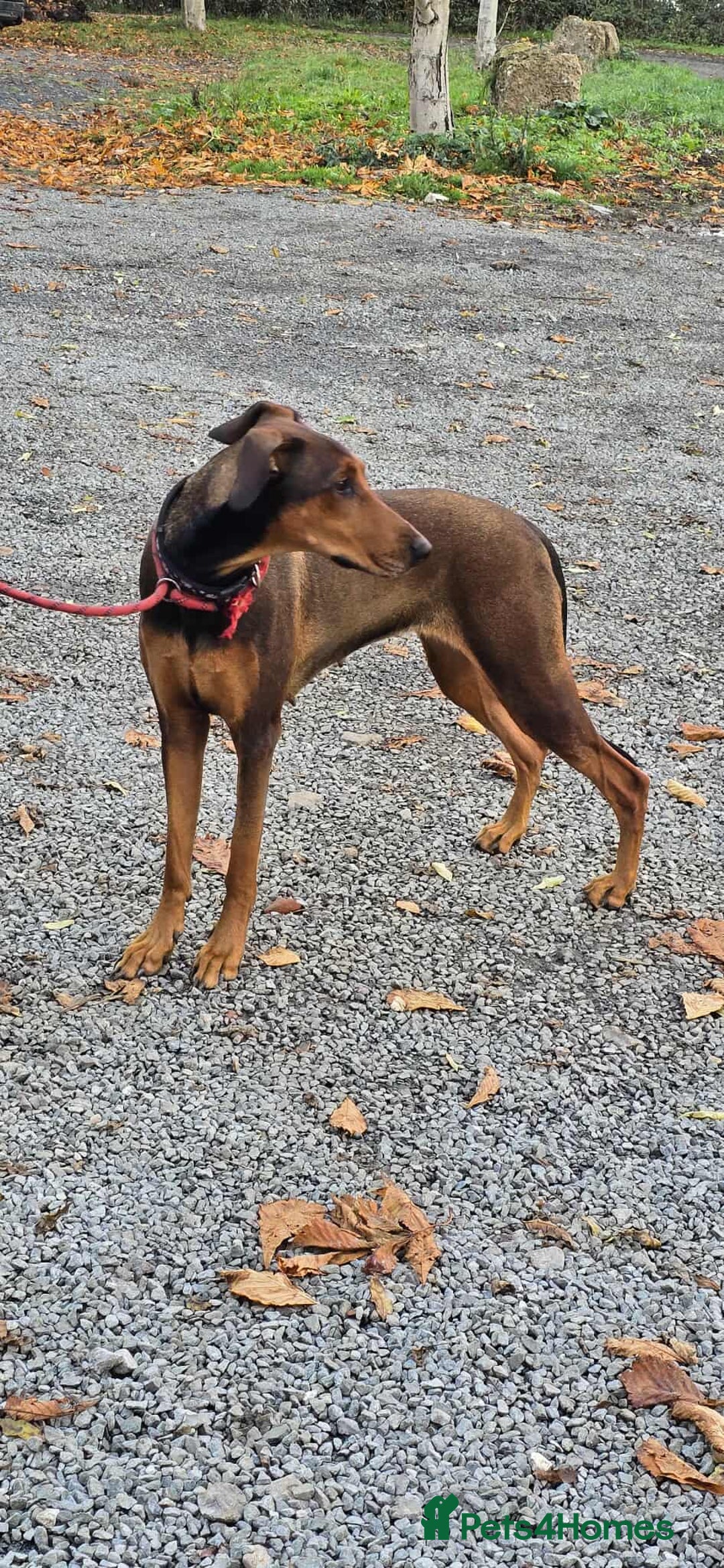 Mixed Breed dogs for adoption: BEAUTIFUL BONNIE  - Image 8