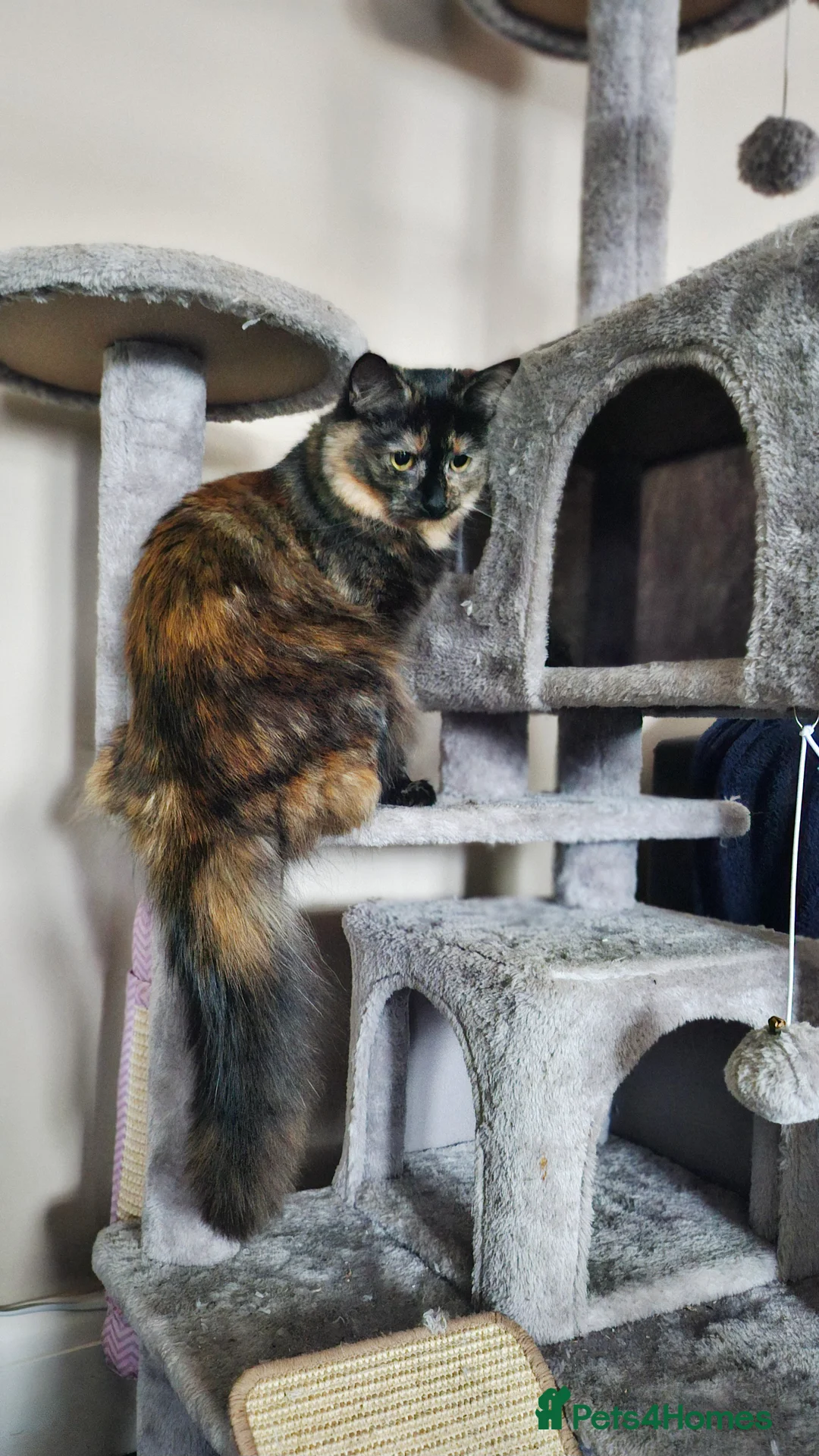 Maine Coon cats for sale: NALA  - Advert 5