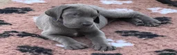Great Dane dogs for sale: Blue & black puppies waiting for loving homes. in Worksop - Advert 7