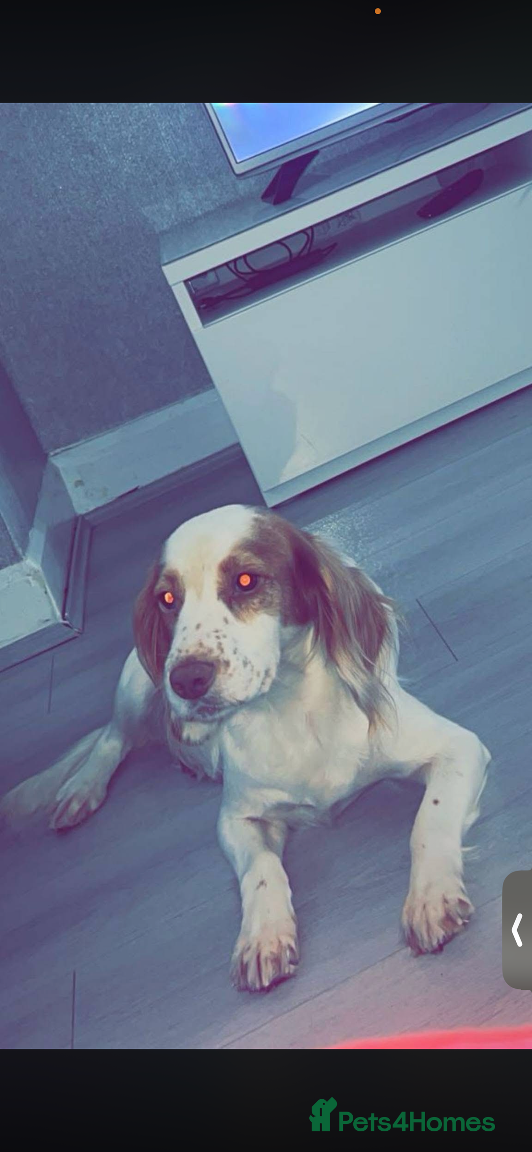 Cocker Spaniel dogs for sale: Gorgeous cocker spaniel puppys - Advert 1