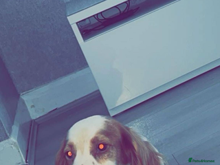 Cocker Spaniel dogs Gorgeous cocker spaniel puppys - Advert 5