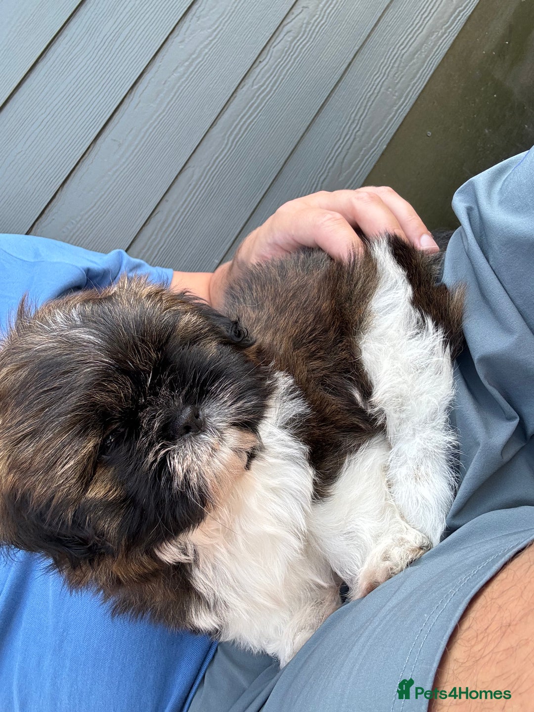 Shih Tzu dogs for sale: Hi my name is Jack and I need my forever home. - Image 3