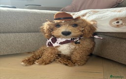 Cockapoo dogs for sale: Cockapoo pup! 8 months old  - Advert 4