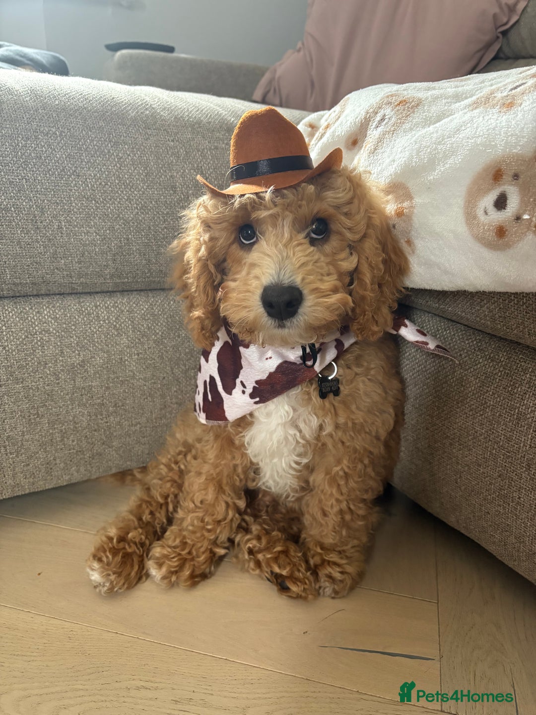 Cockapoo dogs for sale: Cockapoo pup! 8 months old  - Advert 4