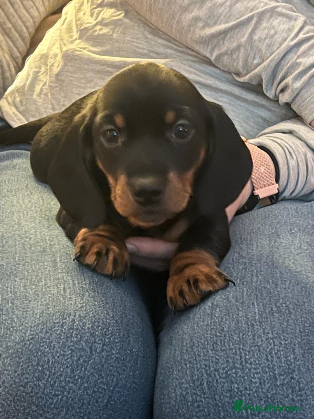Miniature Dachshund dogs for sale: Miniature dachshund  - Advert 15