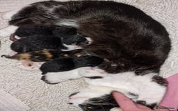 Mixed Breed cats for sale: Kittens ready now - Image 1