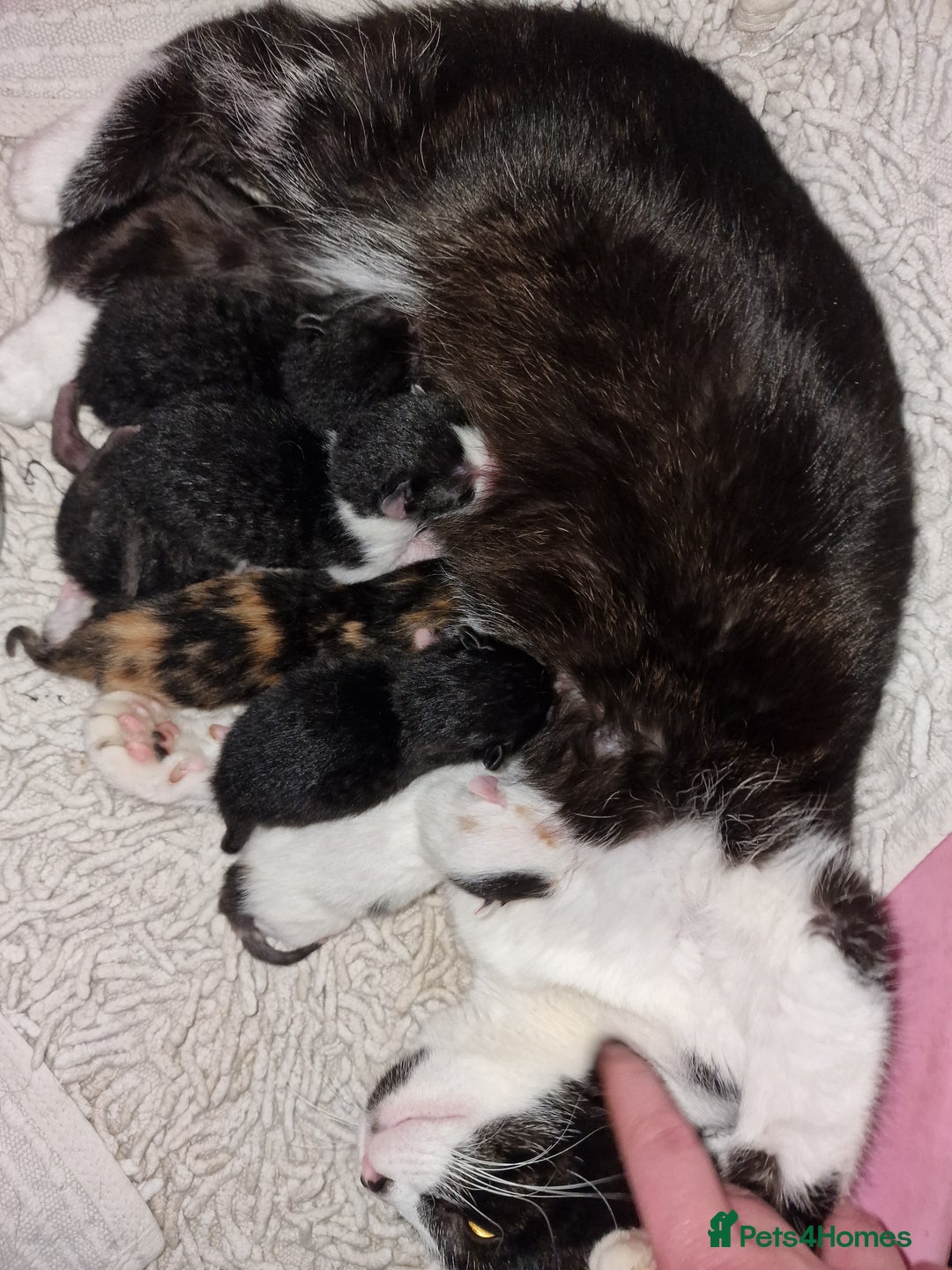Mixed Breed cats for sale: Kittens ready now - Image 1