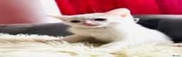 Ragdoll cats for sale: BEAUTIFUL MIX RAGDOLL KITTENS in Reading - Advert 7
