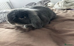 Mini Lop rabbits for sale: Mini loop  - Advert 12