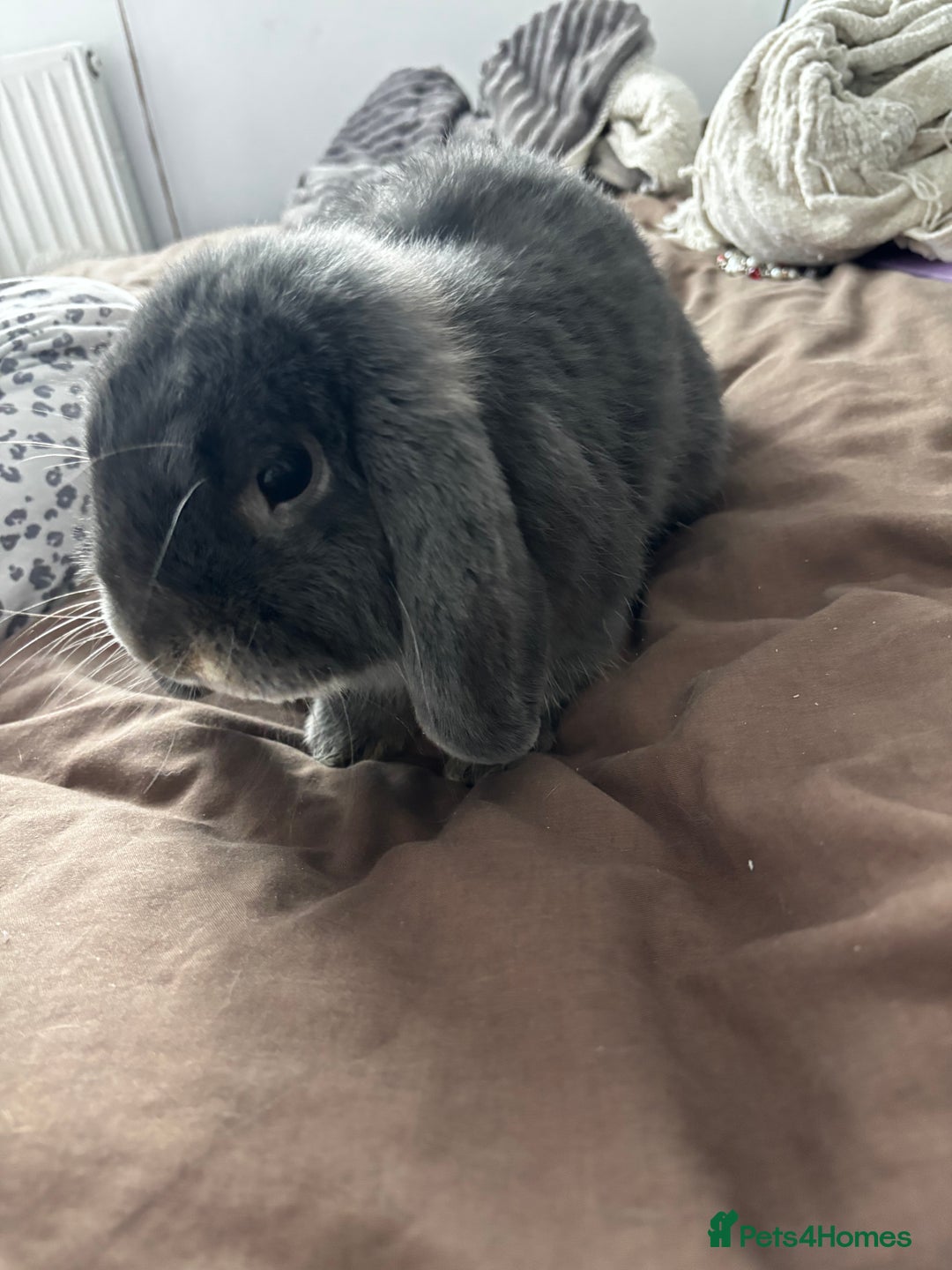 Mini Lop rabbits for sale: Mini loop  - Advert 12