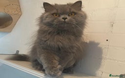 British Longhair cats for sale: British Longhair Female for Her Forever Home - Image 3