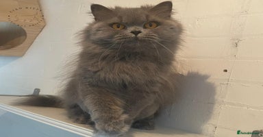 British Longhair cats - Advert 14
