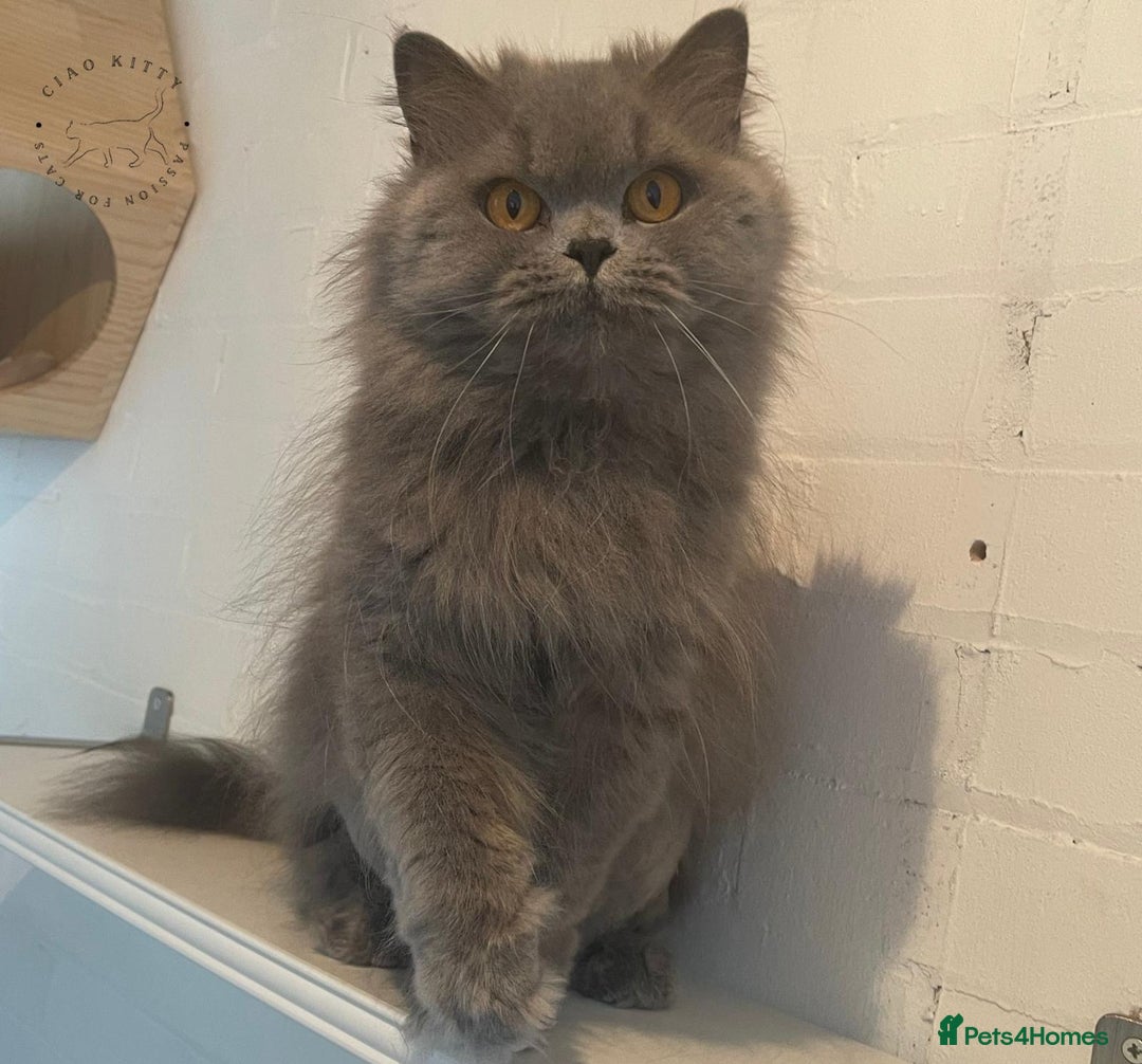 British Longhair cats for sale: British Longhair Female for Her Forever Home - Image 3