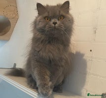 British Longhair cats - Advert 3