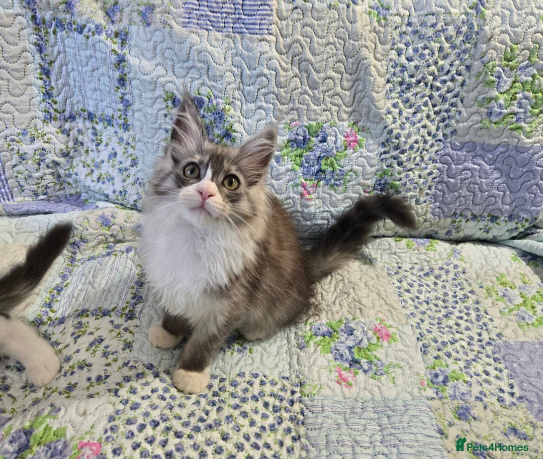 Maine Coon cats for sale: Beautiful playful Maine Coon kittens  - Image 20