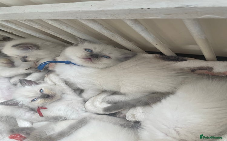 Ragdoll cats - Advert 2